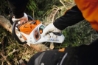 Afbeeldingen van Stihl MSA 300 Accu kettingzaag 35cm