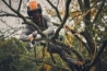Afbeeldingen van Stihl GTA 40 SET Accu snoeizaag